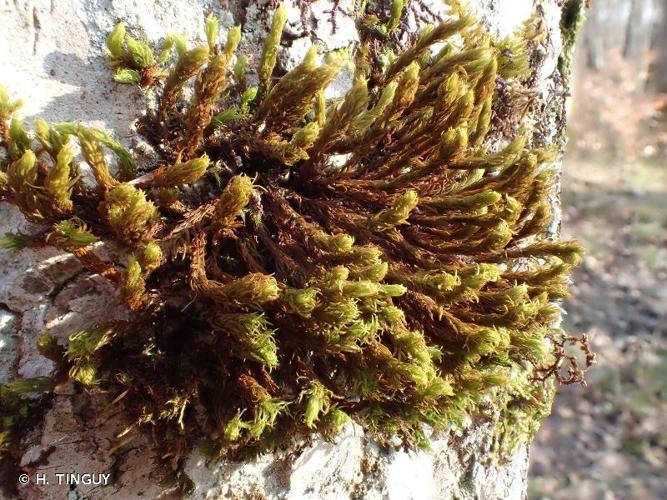 Orthotrichum lyellii &copy; H. TINGUY