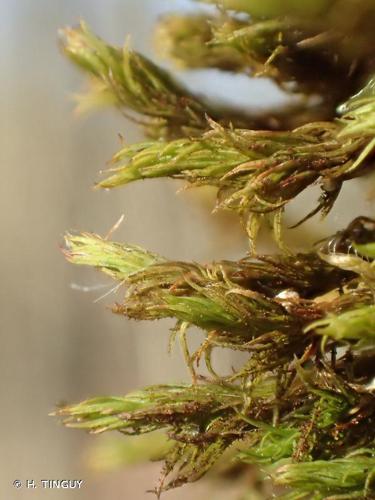 Orthotrichum lyellii © H. TINGUY