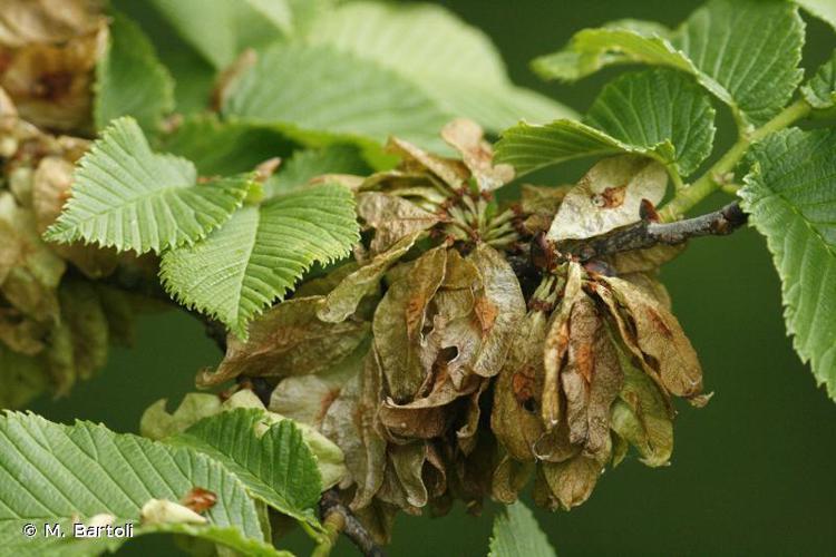 Orme glabre (Ulmus glabra) © M. Bartoli