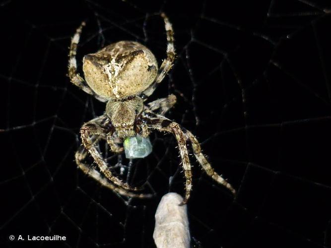 Épeire angulaire (Araneus angulatus) © A. Lacoeuilhe