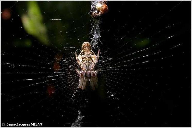 Épeire conique (Cyclosa conica) © J.-J. Milan