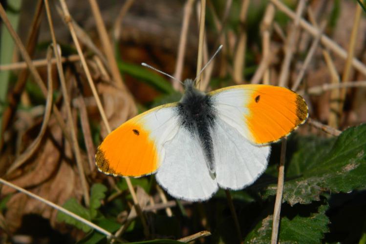 Aurore (Anthocharis cardamines), mâle © Morvan Debroize