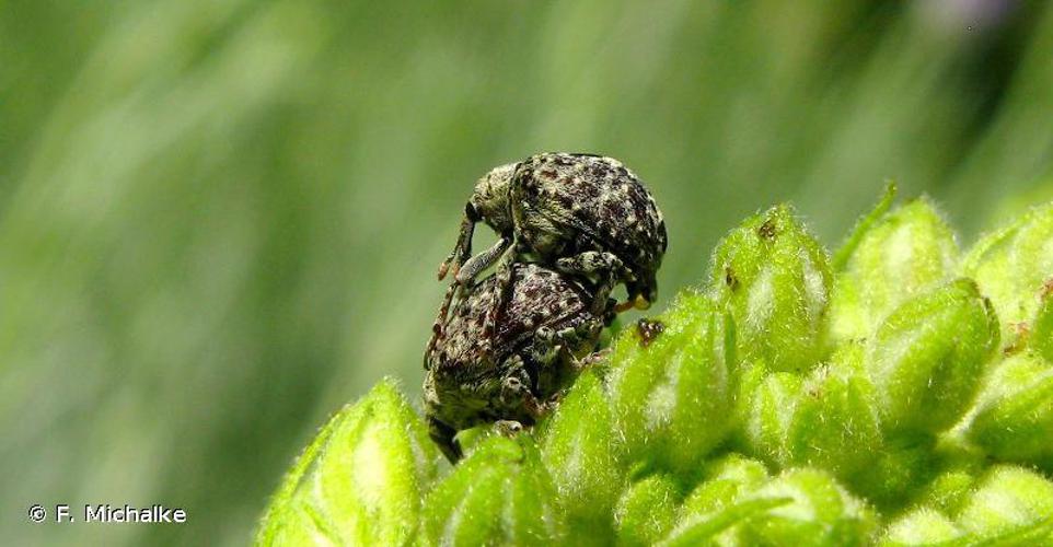 Charançon gris de la scrophulaire (Cionus hortulanus) © F. Michalke