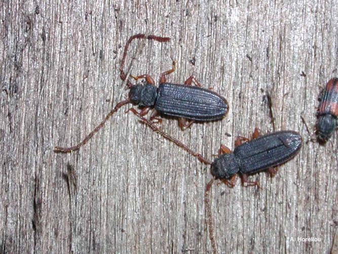 Uléiote plat (Uleiota planata) © A. Horellou