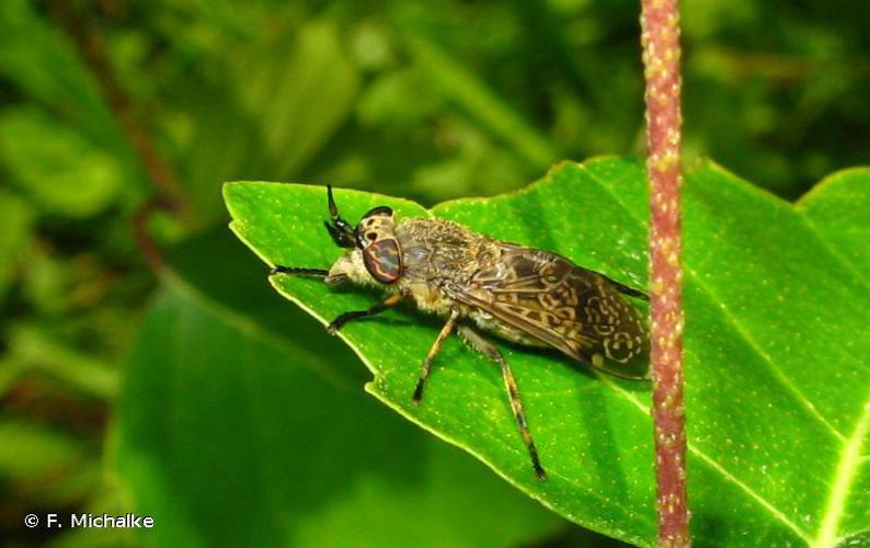 Taon (Haematopota pluvialis) © F. Michalke