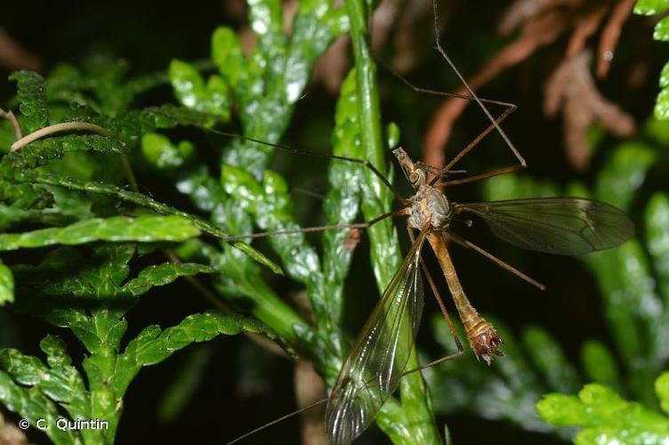 Tipule à bords des ailes bruns (Tipula oleracea) © C. Quintin