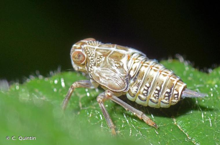 Isside commun (Issus coleoptratus) © C. Quintin