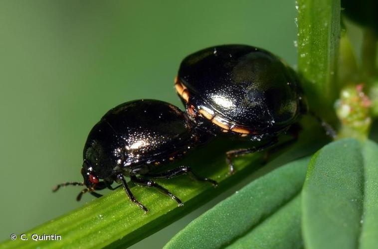 Punaise cuirasse (Coptosoma scutellatum) © C. Quintin