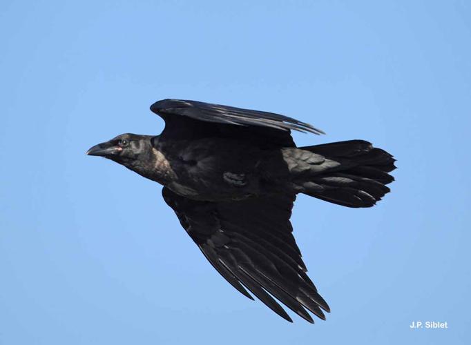 Grand corbeau (Corvus corax) © J.P. Siblet