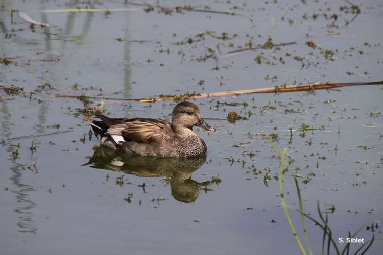 Canard chipeau (Anas strepera) © S. Siblet