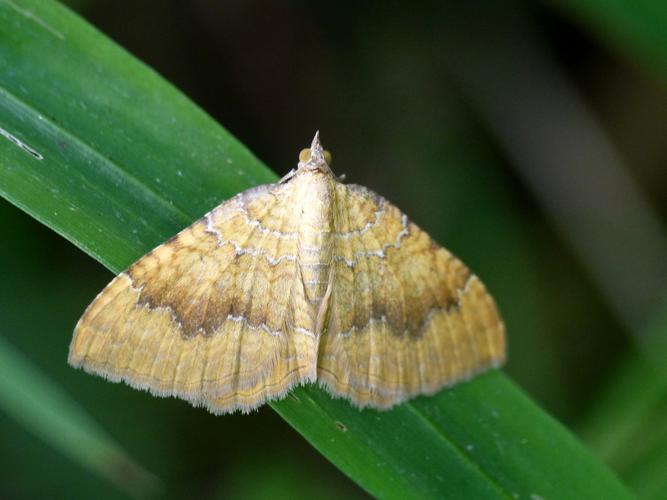 Brocaelle d'or (Camptogramma bilineata) © Morvan Debroize