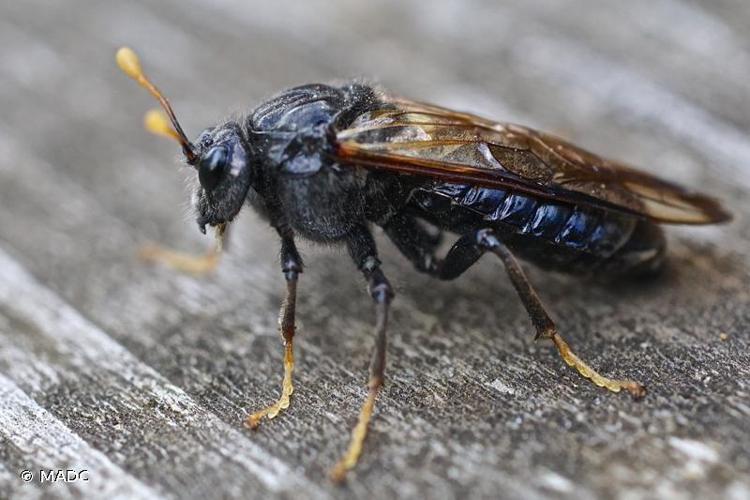 Frelon noir à échancrure  (Cimbex femoratus) © MADC