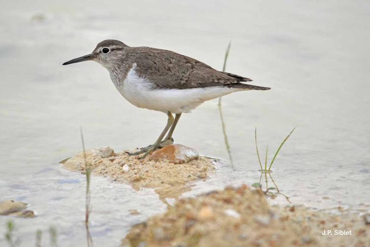 Chevalier guignette (Actitis hypoleucos) © J.P. Siblet