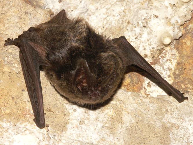 Barbastelle d'Europe (Barbastella barbastellus) © Sylvain Montagner