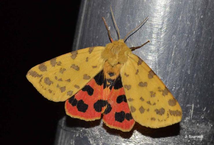 Ecaille pourprée (L') (Rhyparia purpurata) © J. Touroult