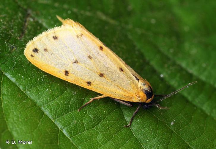 Endrosie diaphane (L') (Setina irrorella) © D. Morel