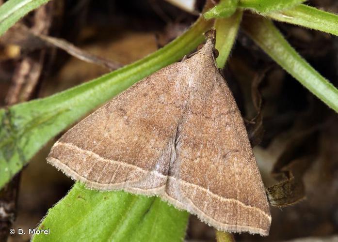 Herminie de la Garance (L') (Pechipogo plumigeralis) © D. Morel