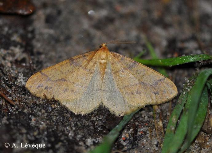 Hibernie orangée (L') (Phigaliohybernia aurantiaria) © A. Lévêque