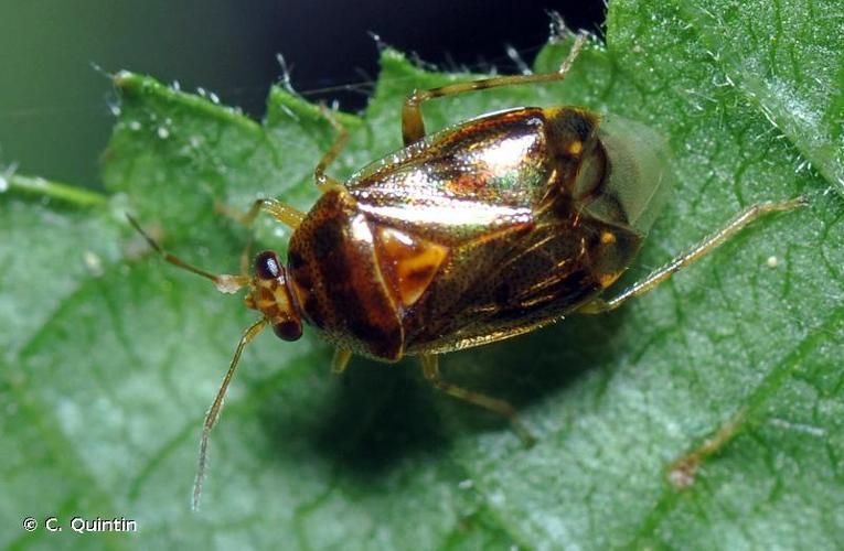 Deraeocoris lutescens © C. Quintin