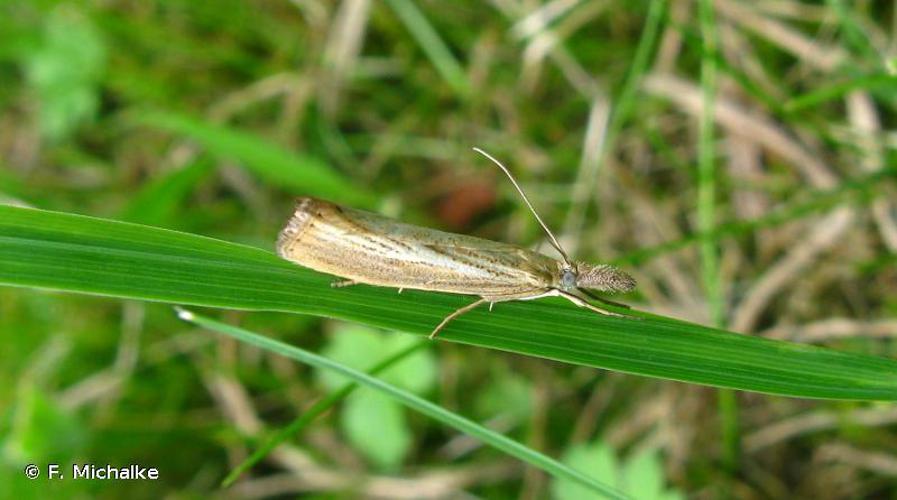 Agriphila straminella © F. Michalke