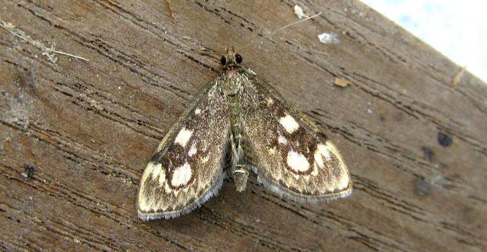 Anania coronata © F. Michalke
