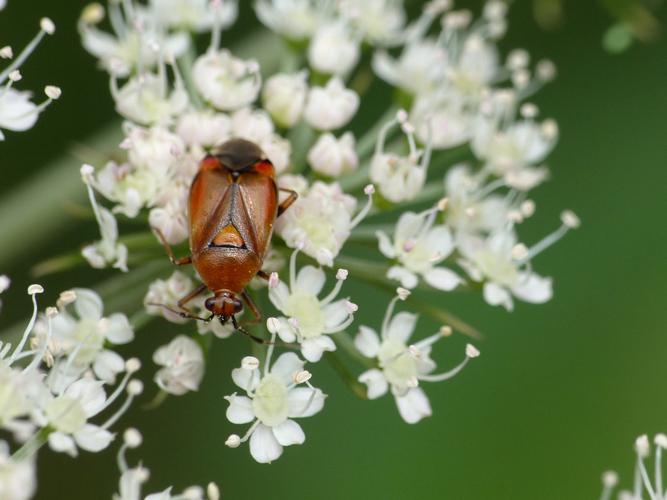 Miride rouge (Deraeocoris ruber), forme rouge © Morvan Debroize