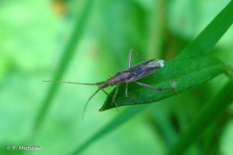 Stenodema calcarata © F. Michalke