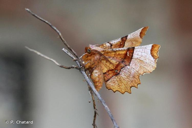 Ennomos lunaire (L')  (Selenia lunularia) © P. Chatard