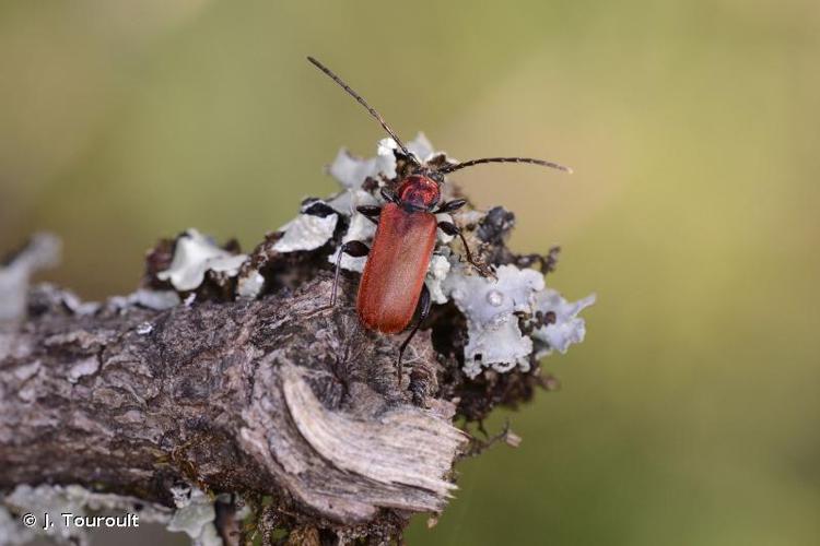 Pyrrhidium sanguineum © J. Touroult