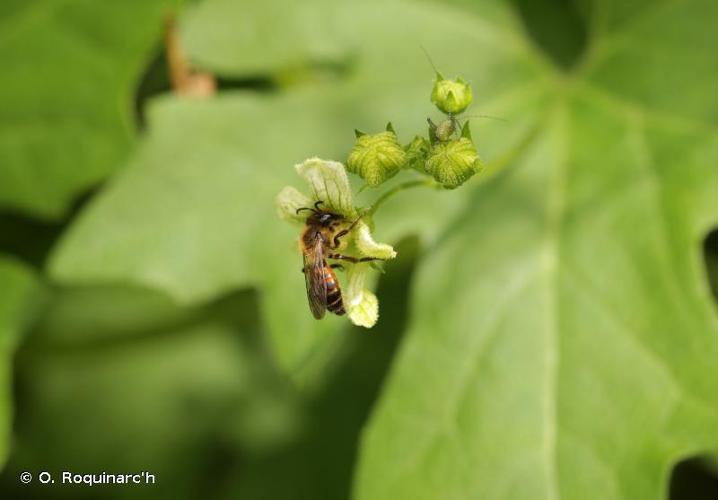 Andrena florea © O. Roquinarc'h