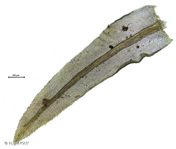 Dichodontium pellucidum © H. TINGUY