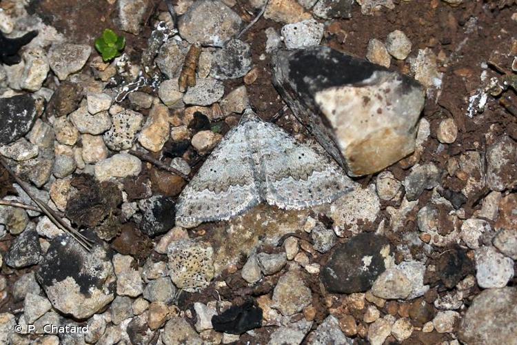 Ortholite biponctuée (L') (Scotopteryx bipunctaria) © P. Chatard