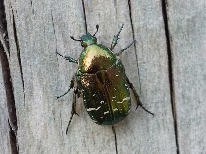 Cétoine dorée (Cetonia aurata) - individu émergent © Sylvain Montagner