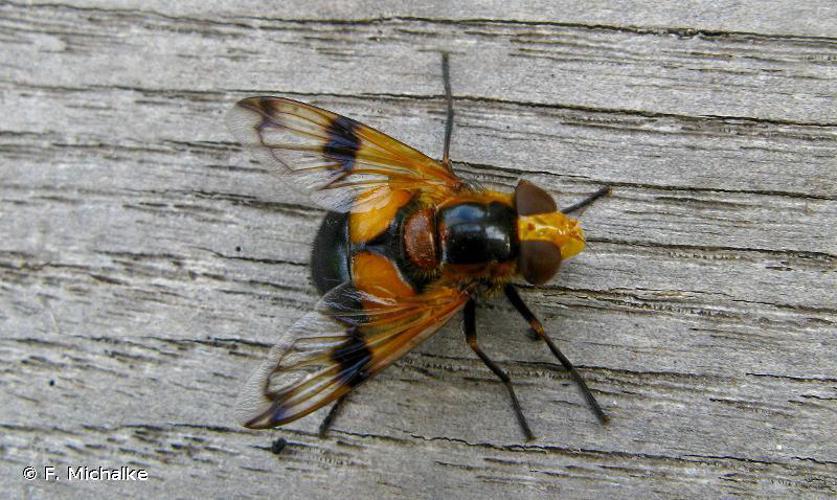 Volucella inflata © F. Michalke