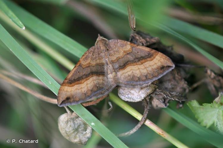 Phalène de l'Ansérine (La) (Scotopteryx chenopodiata) © P. Chatard