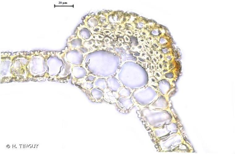 Tortula subulata © H. TINGUY