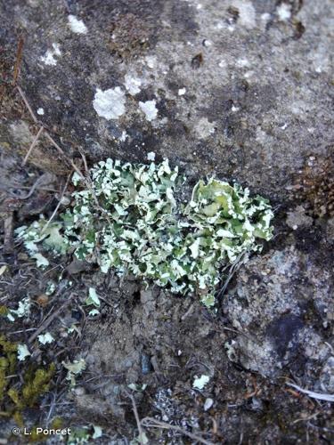 Cladonia foliacea subsp. foliacea © L. Poncet