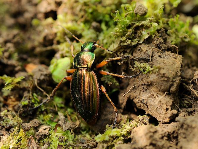 Carabe doré (Carabus auratus) © Marie-Ange Piet