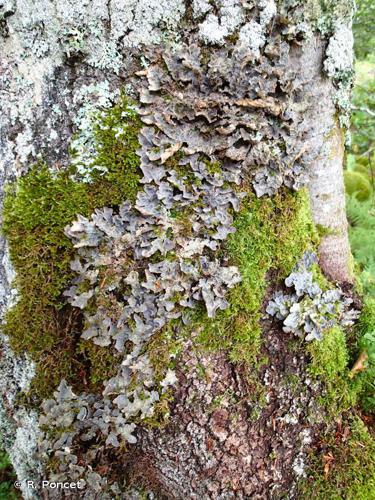 Lobaria scrobiculata © R. Poncet