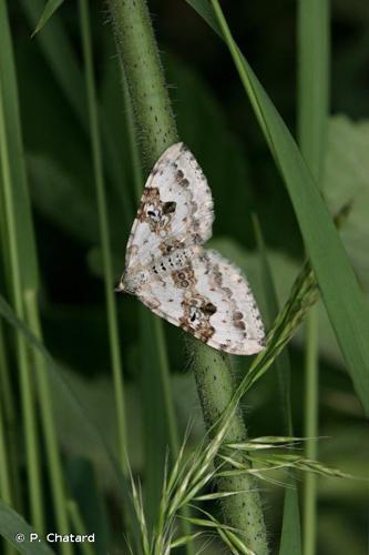 Mélanthie montagnarde (La) (Xanthorhoe montanata) © P. Chatard