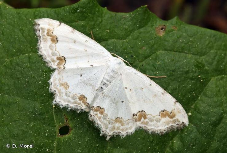 Acidalie ornée (L') (Scopula ornata) © D. Morel