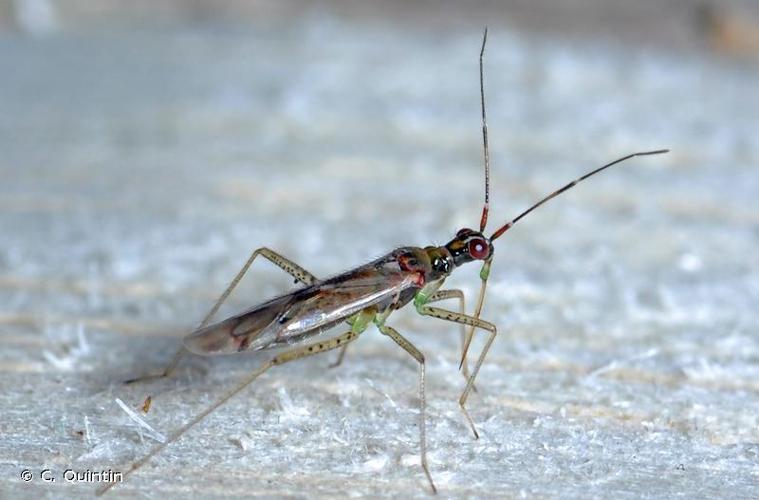 Dicyphus epilobii © C. Quintin