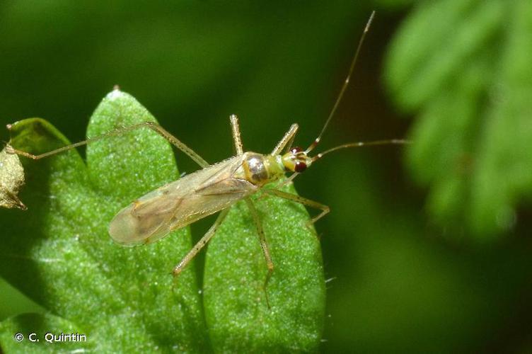 Dicyphus pallidus © C. Quintin