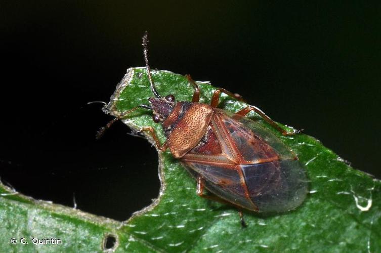 Kleidocerys resedae © C. Quintin