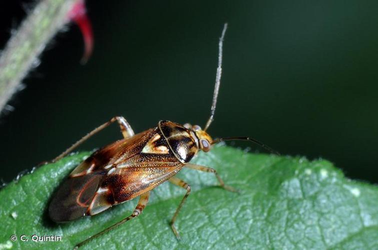 Lygus pratensis © C. Quintin