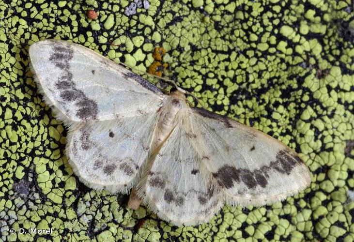 Acidalie retournée (L') (Idaea trigeminata) © D. Morel