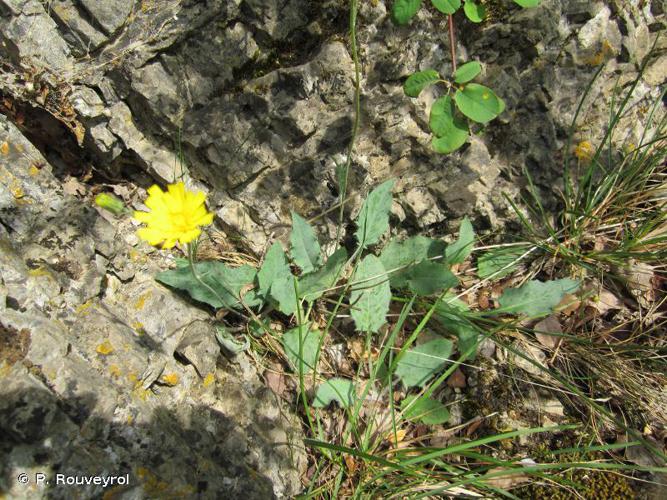 Épervière précoce (Hieracium glaucinum) © P. Rouveyrol