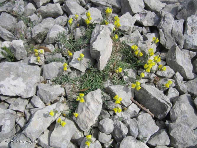 Linaire couchée (Linaria supina) © P. Rouveyrol