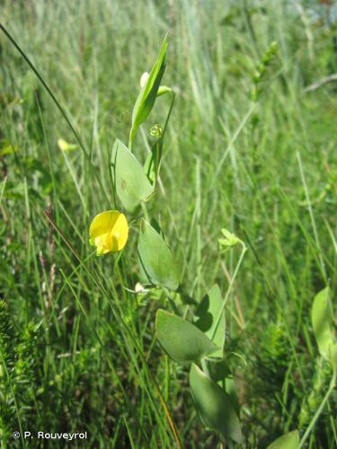 Gesse aphylle (Lathyrus aphaca) © P. Rouveyrol