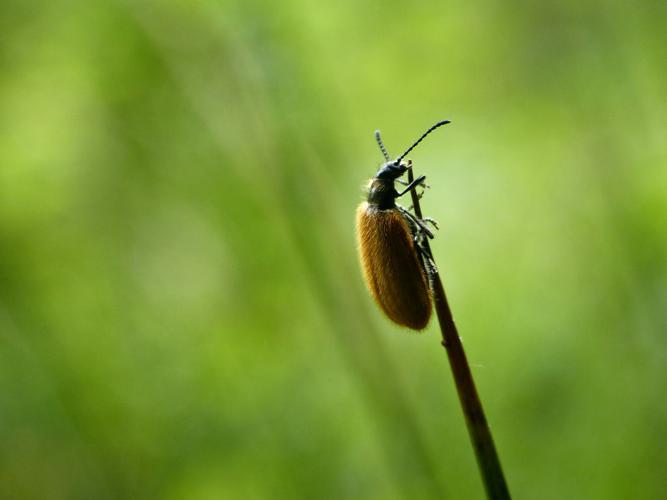 Lagrie hérissée (Lagria hirta) © Morvan Debroize